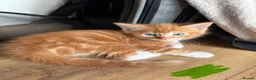 Mixed Breed cats for sale: 5 HALF-RAGDOLL KITTENS ❤️ - Advert 14