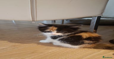 Mixed Breed cats - Advert 6
