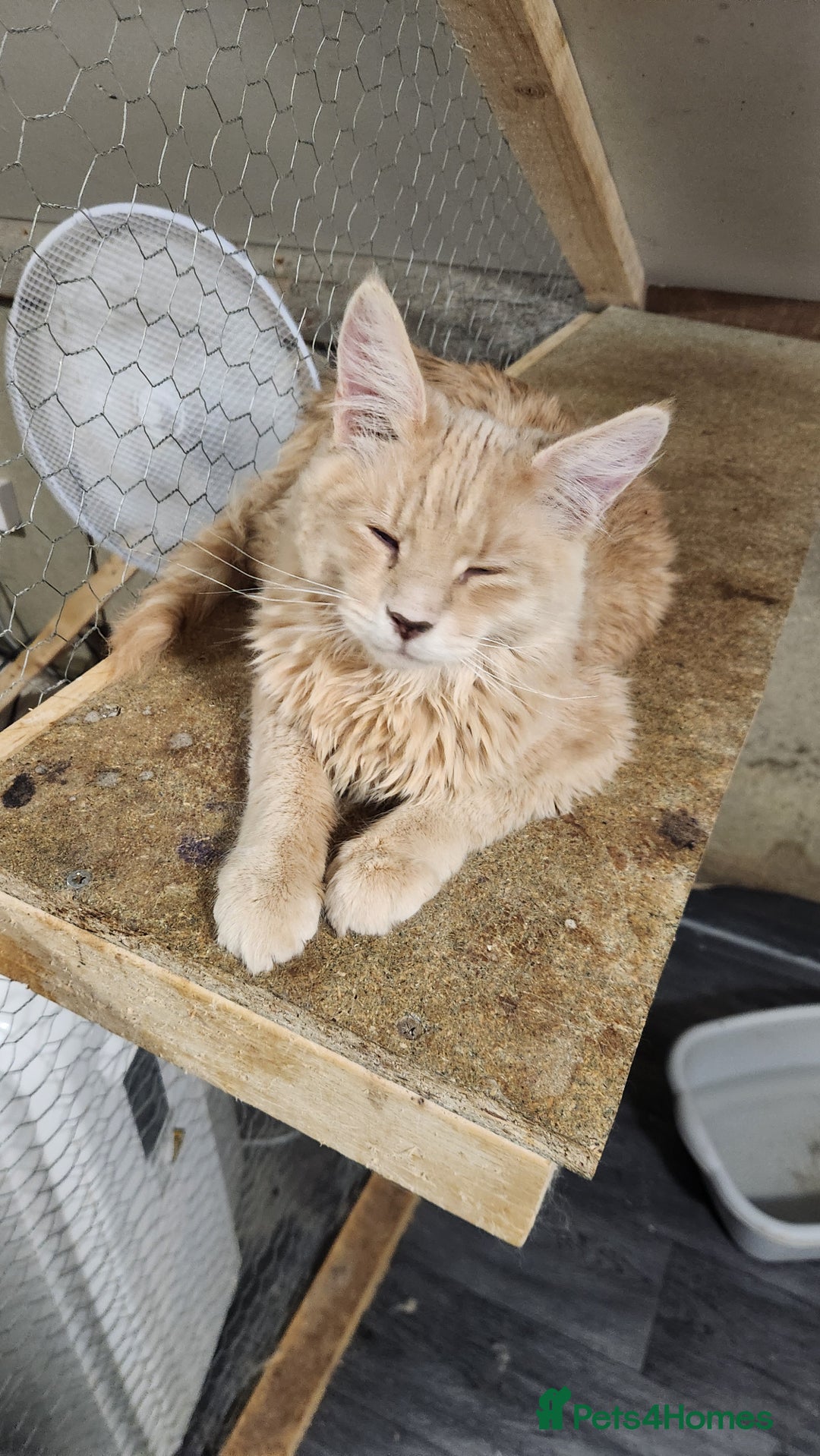 Siberian cats for sale: Pure Siberian kitten for sale - Advert 3