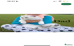 British Shorthair cats for sale: Gorgeous White British Shorthair Girl  - Image 16