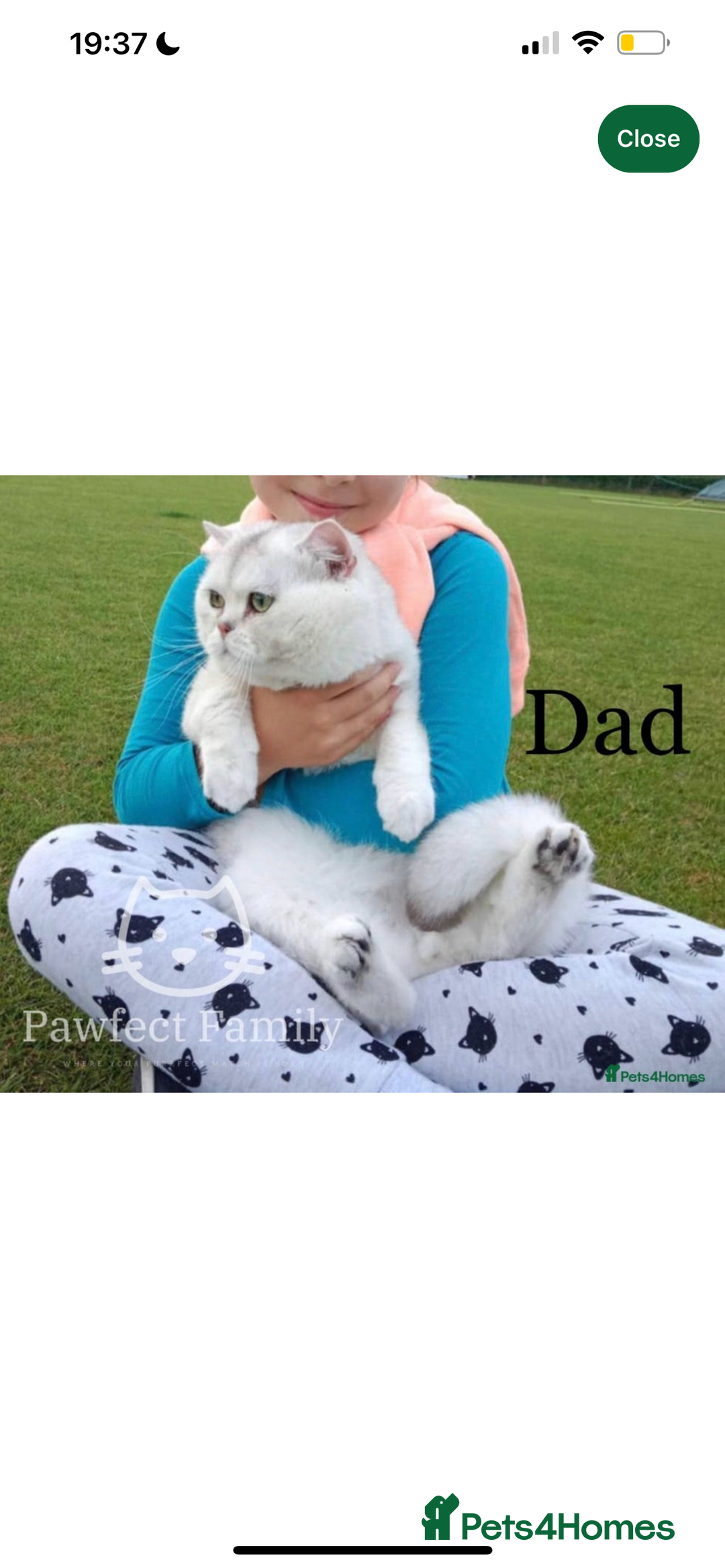 British Shorthair cats for sale: Gorgeous White British Shorthair Girl  - Image 16