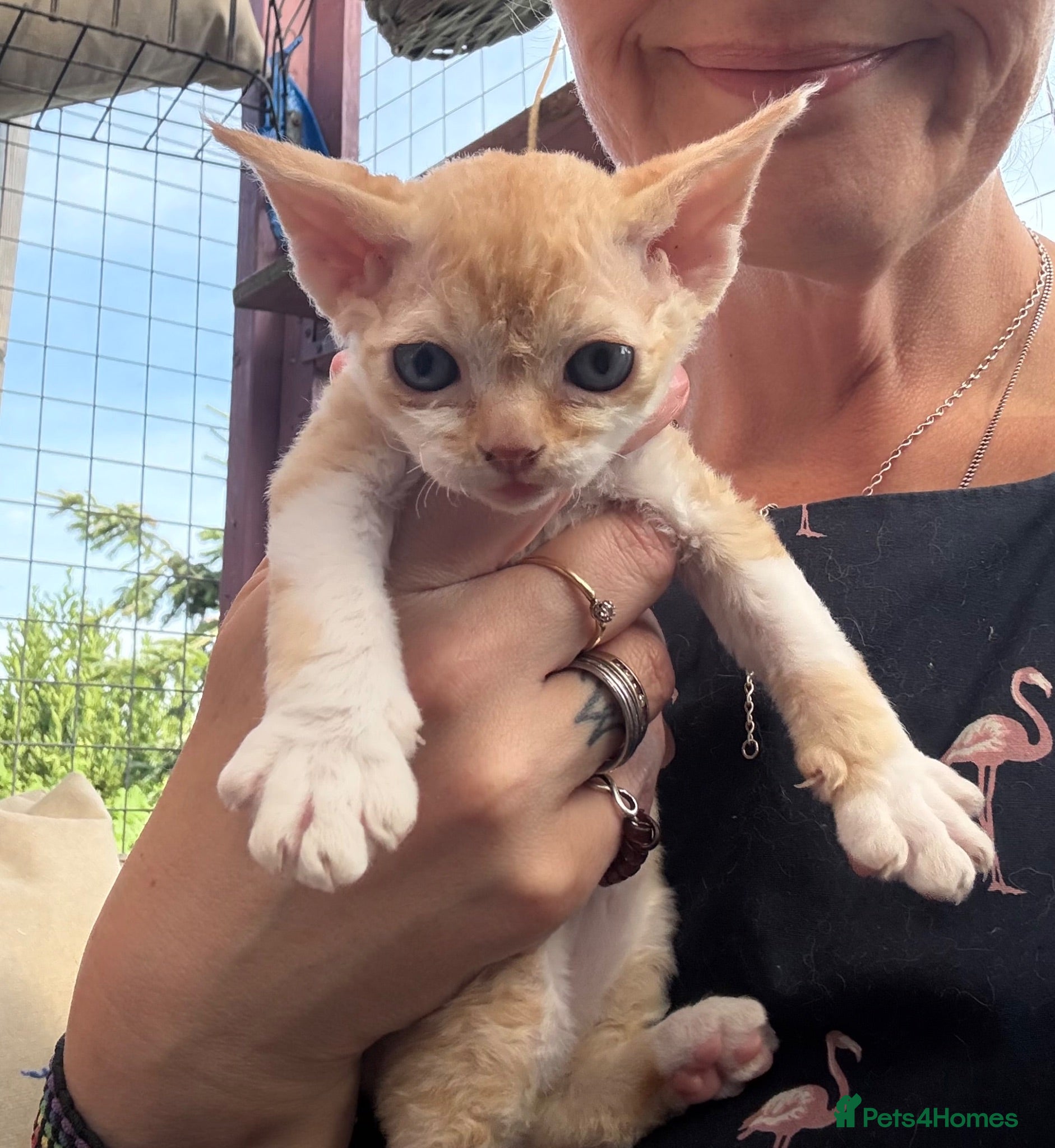 Devon Rex cats Stunning male Devon Pet or GCCF active considered - Advert 2