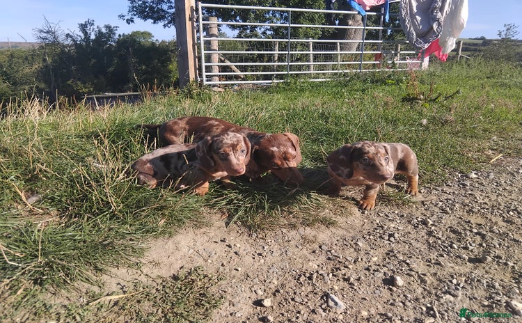 Miniature Dachshund dogs - Advert 4