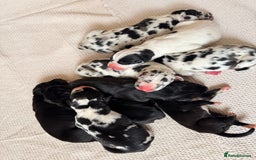 Great Dane dogs for sale: HARLIQUIN & BLACK PUPS KC REGISTERED  - Image 15