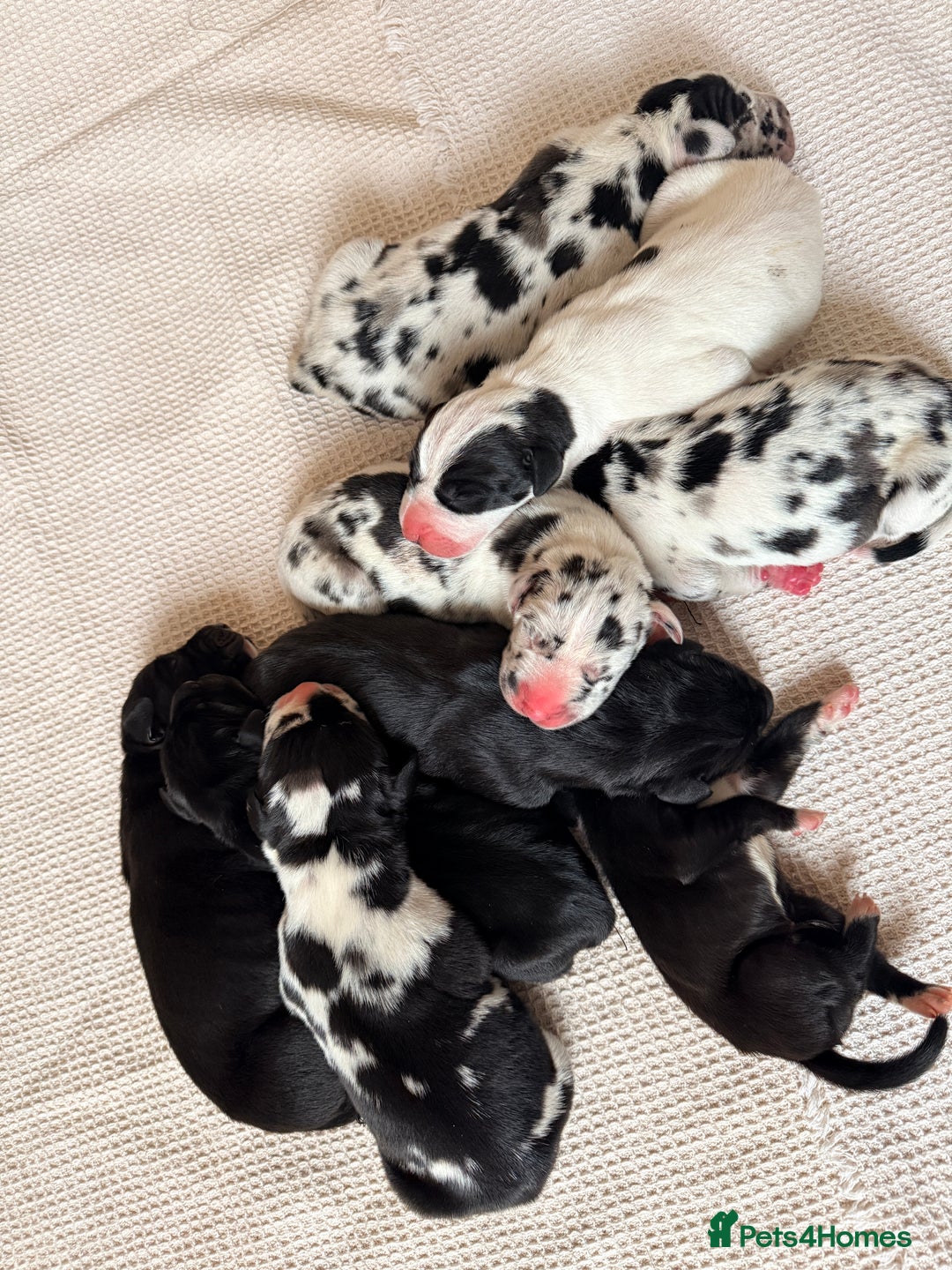Great Dane dogs for sale: HARLIQUIN & BLACK PUPS KC REGISTERED  - Image 15