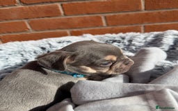 French Bulldog dogs for sale: 7 BEAUTIFUL FRENCHIE PUPPIES FOR SALE 🐾🐶  - Image 14