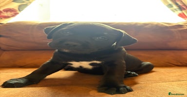 Mixed Breed dogs - Advert 5