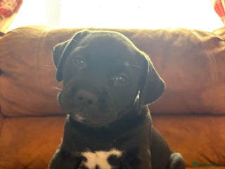Mixed Breed dogs - Advert 23