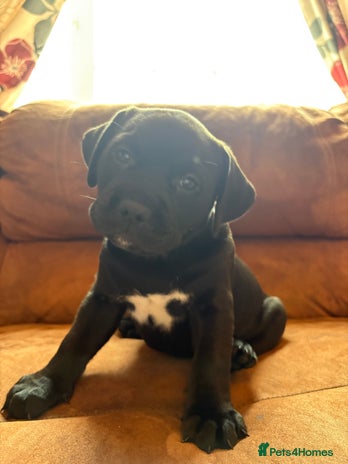 Mixed Breed dogs - Advert 12