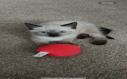 Mixed Breed cats for sale: Kittens - Image 2