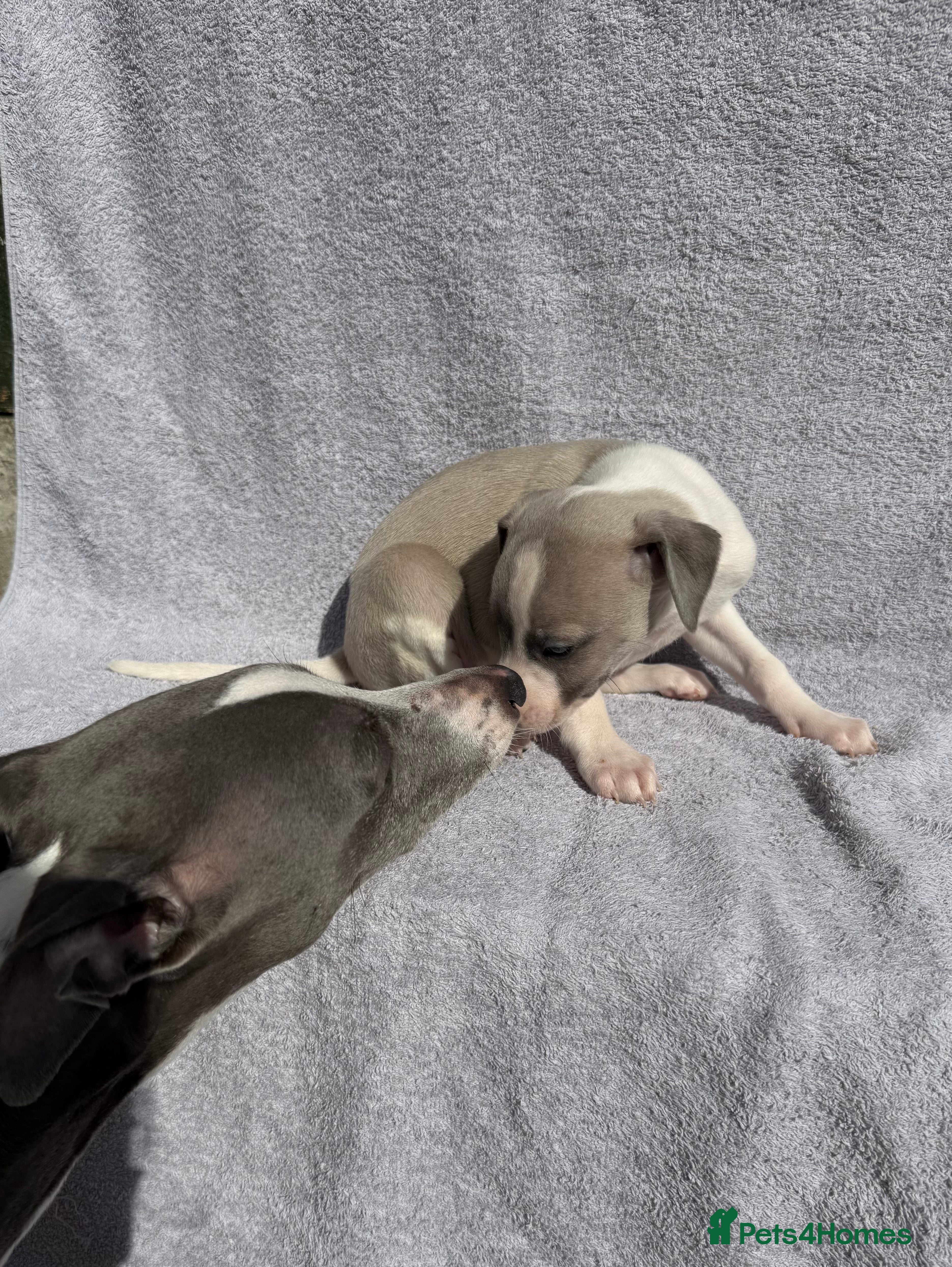 Whippet dogs Beautiful whippet puppies - Advert 5