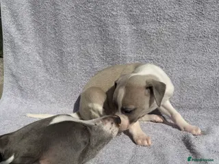 Whippet dogs Beautiful whippet puppies - Advert 1