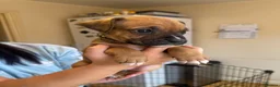 Boxer dogs for sale: Beautiful Boxer x Cane corso puppies 🐶  - Advert 22
