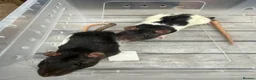 Rat rodents for sale: 2 x Female Rats  in Swindon - Advert 5