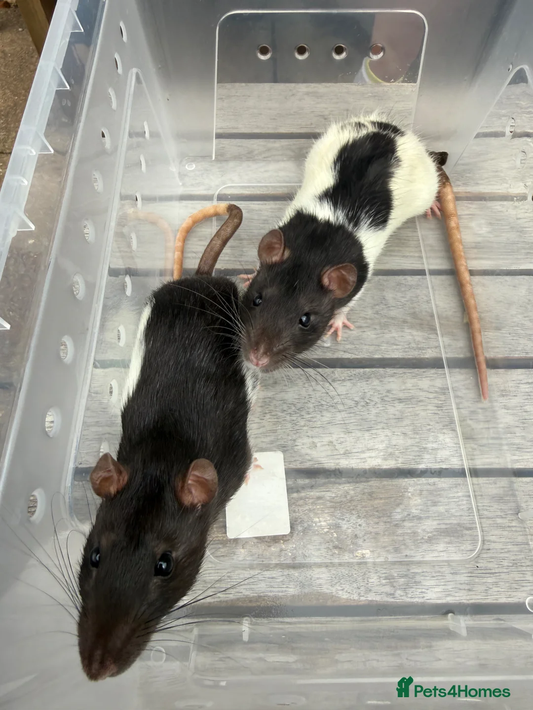 Rat rodents for sale: 2 x Female Rats  in Swindon - Advert 5