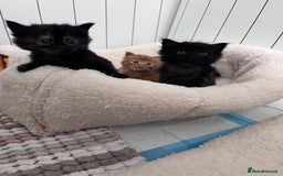 Domestic Shorthair cats for sale: kittens - Image 5