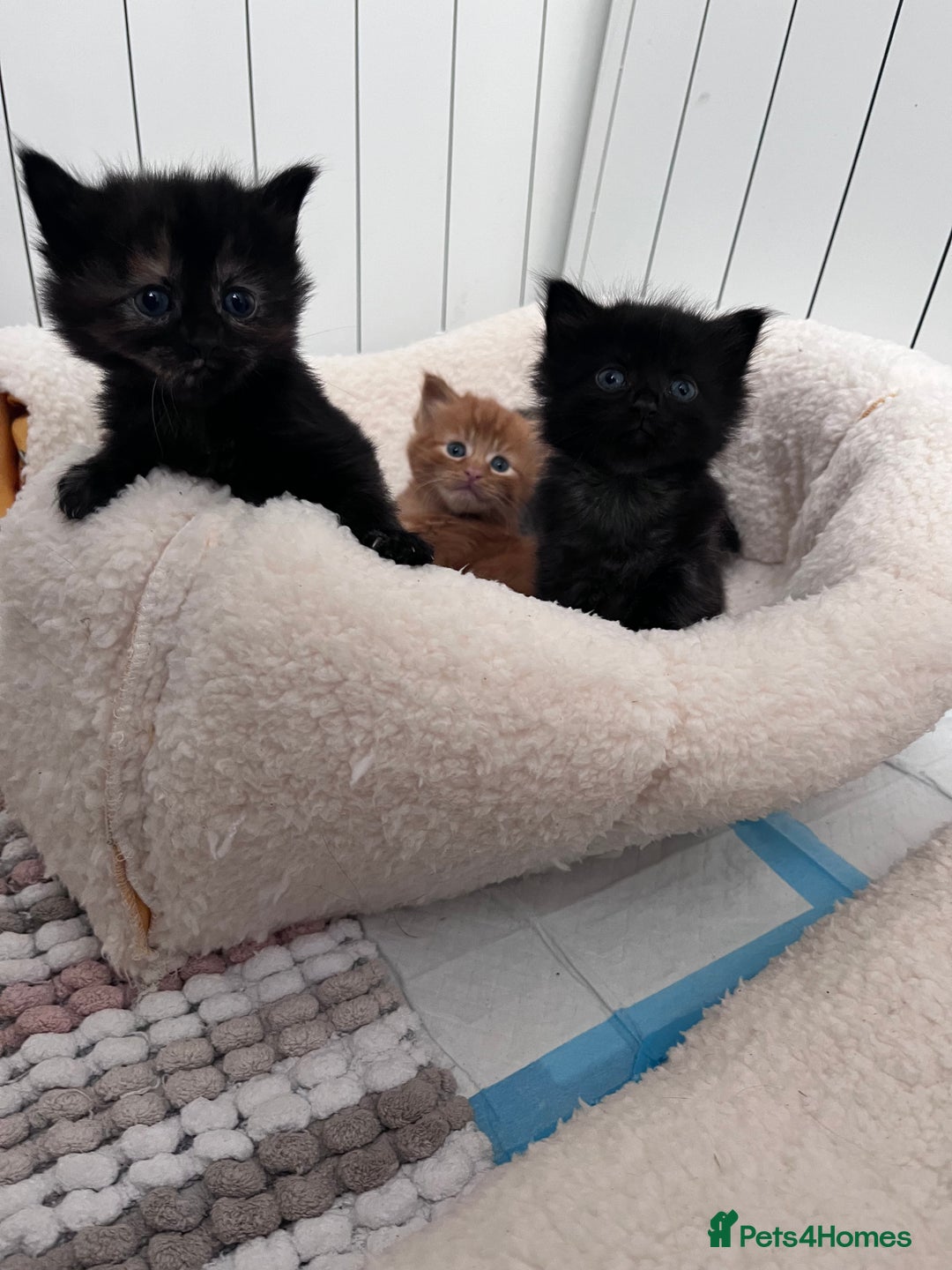 Domestic Shorthair cats for sale: kittens - Image 5
