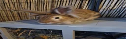 Lionhead rabbits for sale: Bonded sister lionheads in Deeside - Advert 1