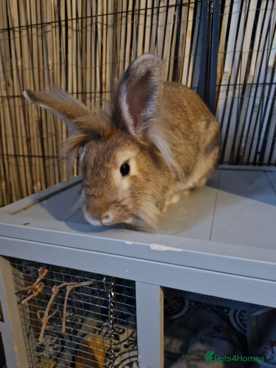 Lionhead rabbits for sale: Bonded sister lionheads in Deeside - Advert 1