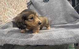 Miniature Dachshund dogs for sale: True Long hair English cream KC miniature  - Image 6