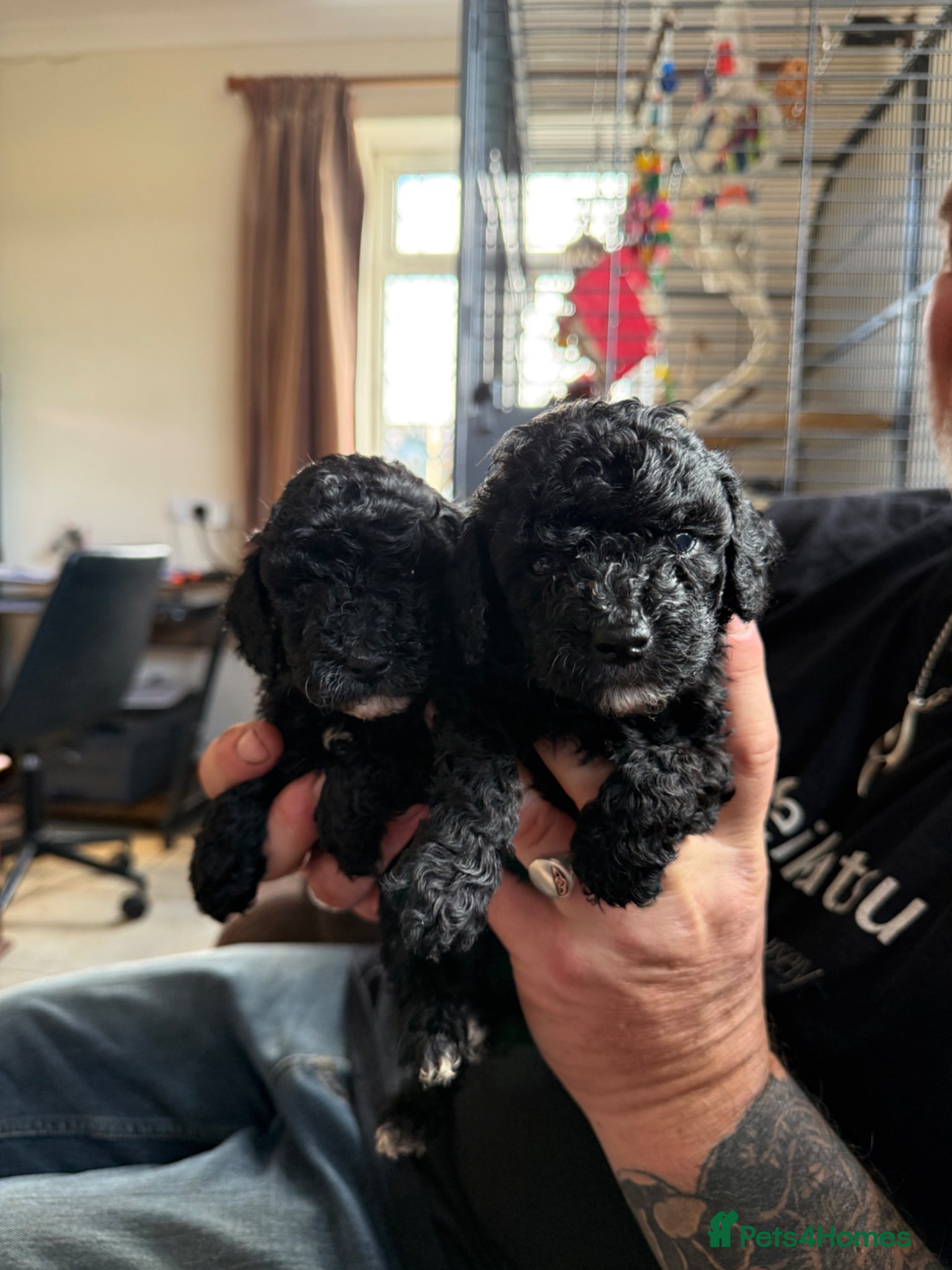 Miniature Poodle dogs Small Fluffy Miniature Poodles - Advert 7