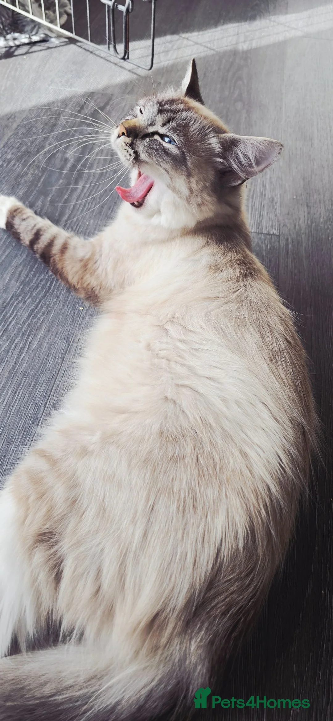 Ragdoll cats for sale: Ragdoll cross kittens - Advert 2