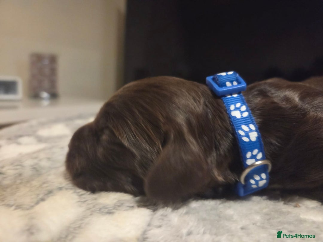 Cocker Spaniel dogs for sale: Working cocker spaniels  - Advert 18