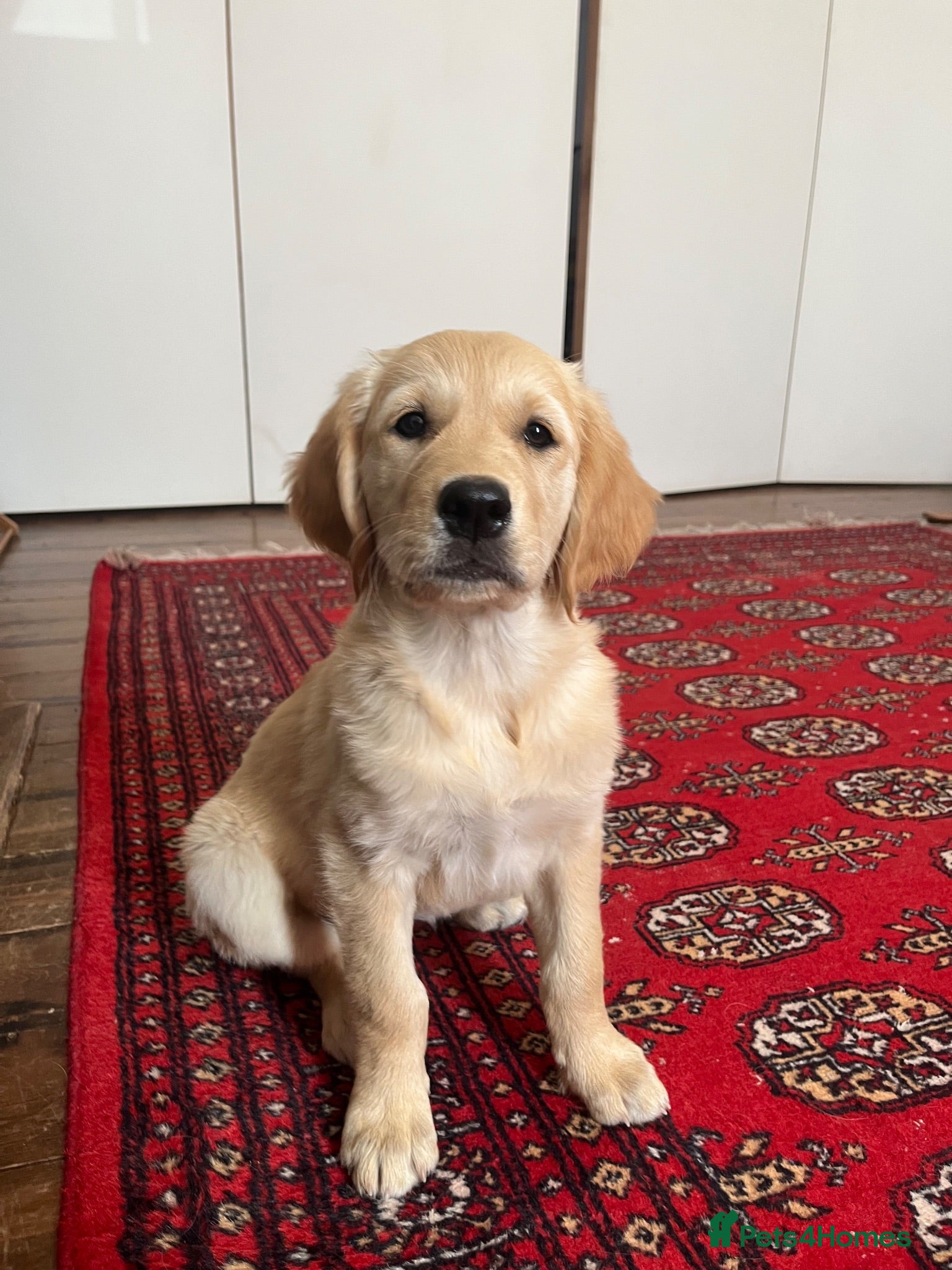 Golden Retriever dogs Golden Retrievers pure breed puppies - Advert 4