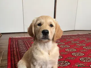 Golden Retriever dogs Golden Retrievers pure breed puppies - Advert 3
