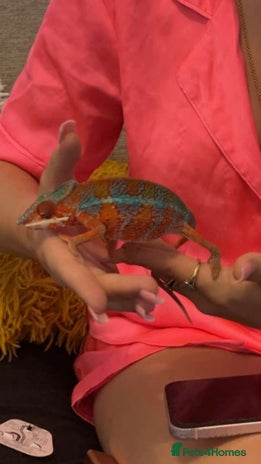 Chameleon reptiles - Advert 1