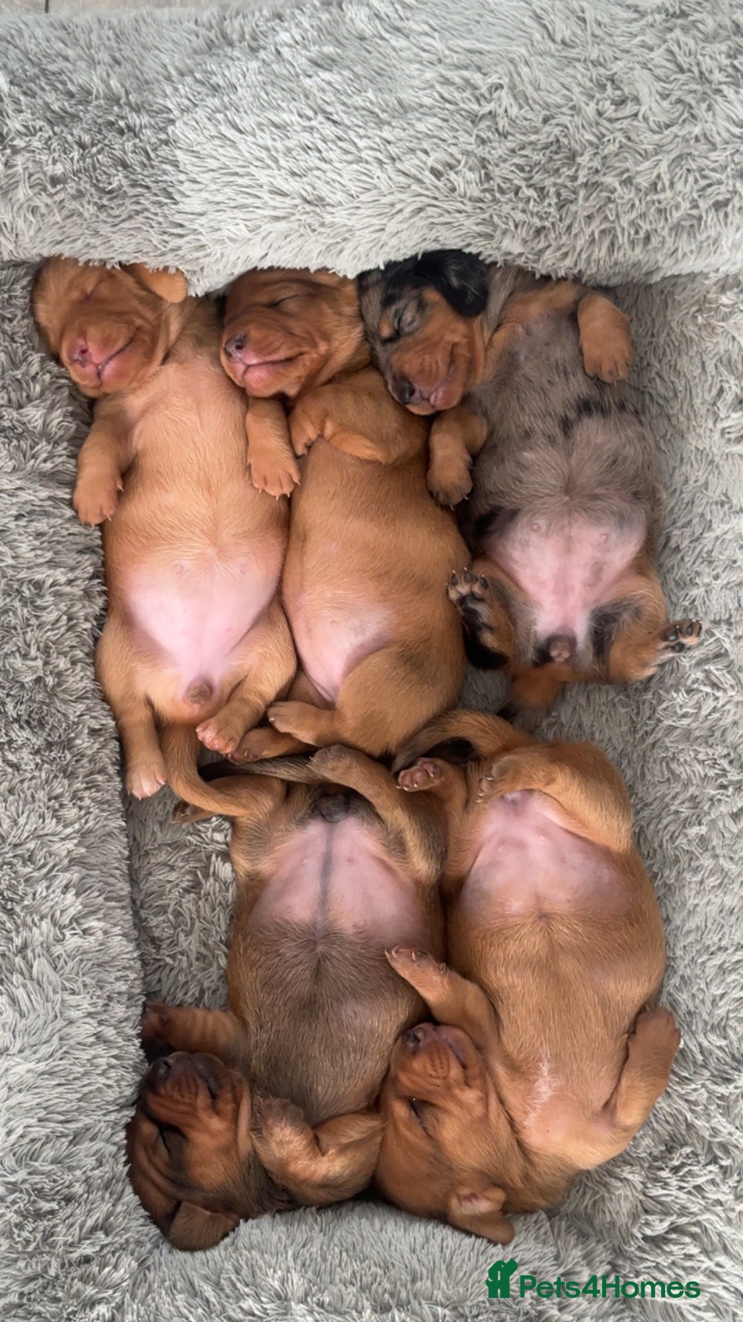 Miniature Dachshund dogs for sale: Dash hound - Image 2