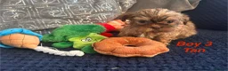 Shih Tzu dogs for sale: 6 beautiful shih tzu puppies for sale  - Advert 8