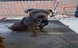 Mixed Breed dogs for sale: Bruno - Image 6