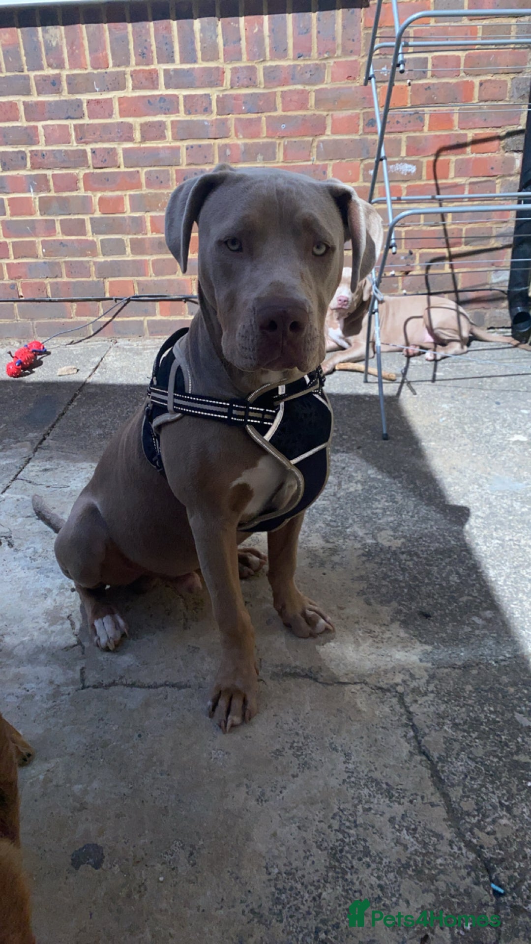 Mixed Breed dogs for sale: Bruno - Image 6