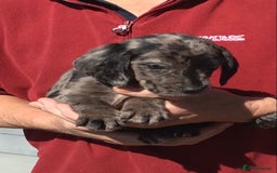 Cockerdor dogs for sale: AMAZING COCKERDOR/COCKADOR PUPPIES - Image 1