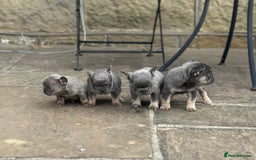 French Bulldog dogs for sale: miniature French bulldog carrying fluffy isabella - Image 1