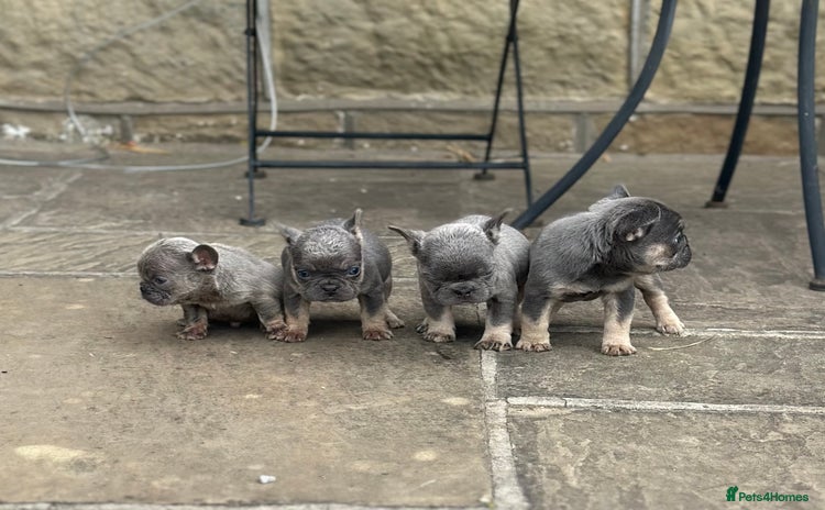 French Bulldog dogs - Advert 16