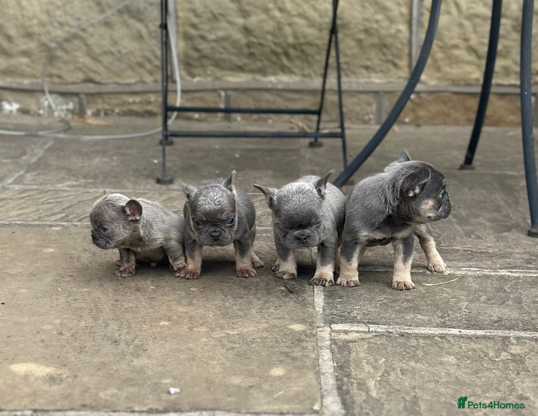 French Bulldog dogs for sale: miniature French bulldog carrying fluffy isabella - Image 1