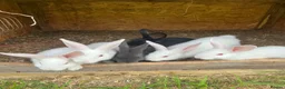 New Zealand rabbits for sale: Rabbits for sale very nice and very friendly with  - Advert 4