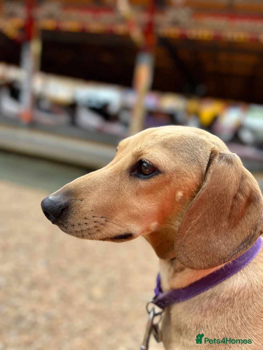 Dachshund dogs for sale: Jimmy the Daxie - 5 years old   - Advert 1