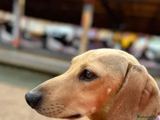 Dachshund dogs Jimmy the Daxie - 5 years old - Advert 10