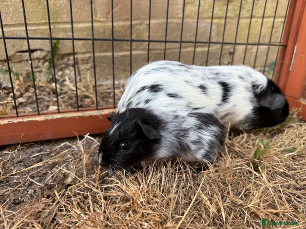 Guinea Pig rodents - Advert 6