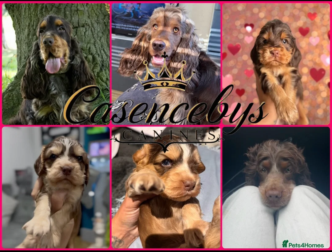 Cocker Spaniel dogs for sale: ❤️THE MOST INCREDIBLE DNA CLEAR SHOW SPANIELS❤️ - Advert 1