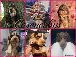 Cocker Spaniel dogs ❤️THE MOST INCREDIBLE DNA CLEAR SHOW SPANIELS❤️ - Advert 6