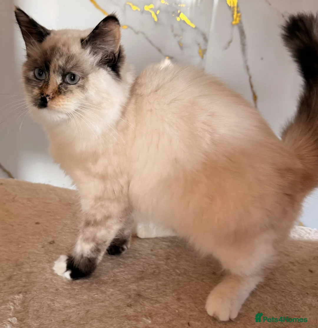 Siberian cats for sale: Full breed Siberian kittens ready now! - Advert 1