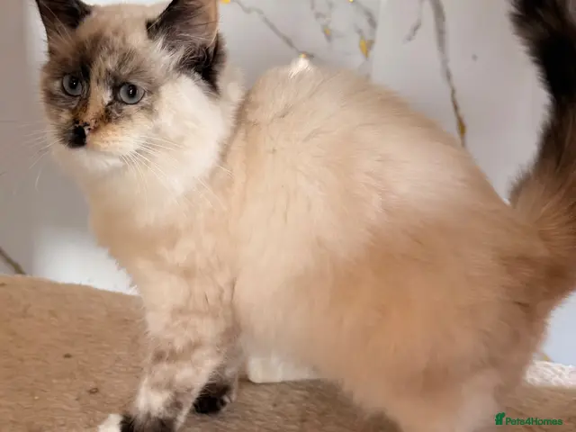 Siberian cats for sale: Full breed Siberian kittens ready now! - Advert 1