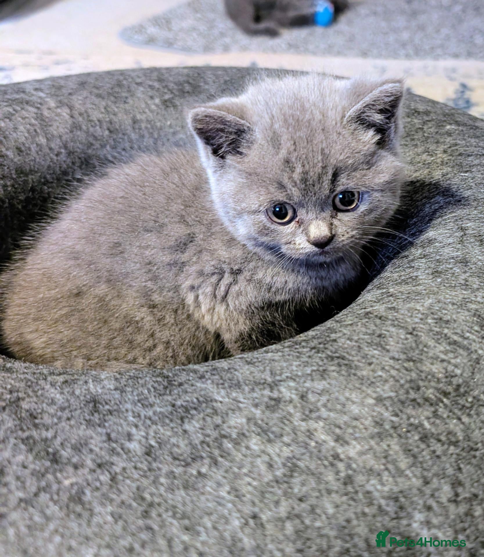 British Shorthair cats Last Boy - Blue BSH GCCF registered kittens  - Advert 1