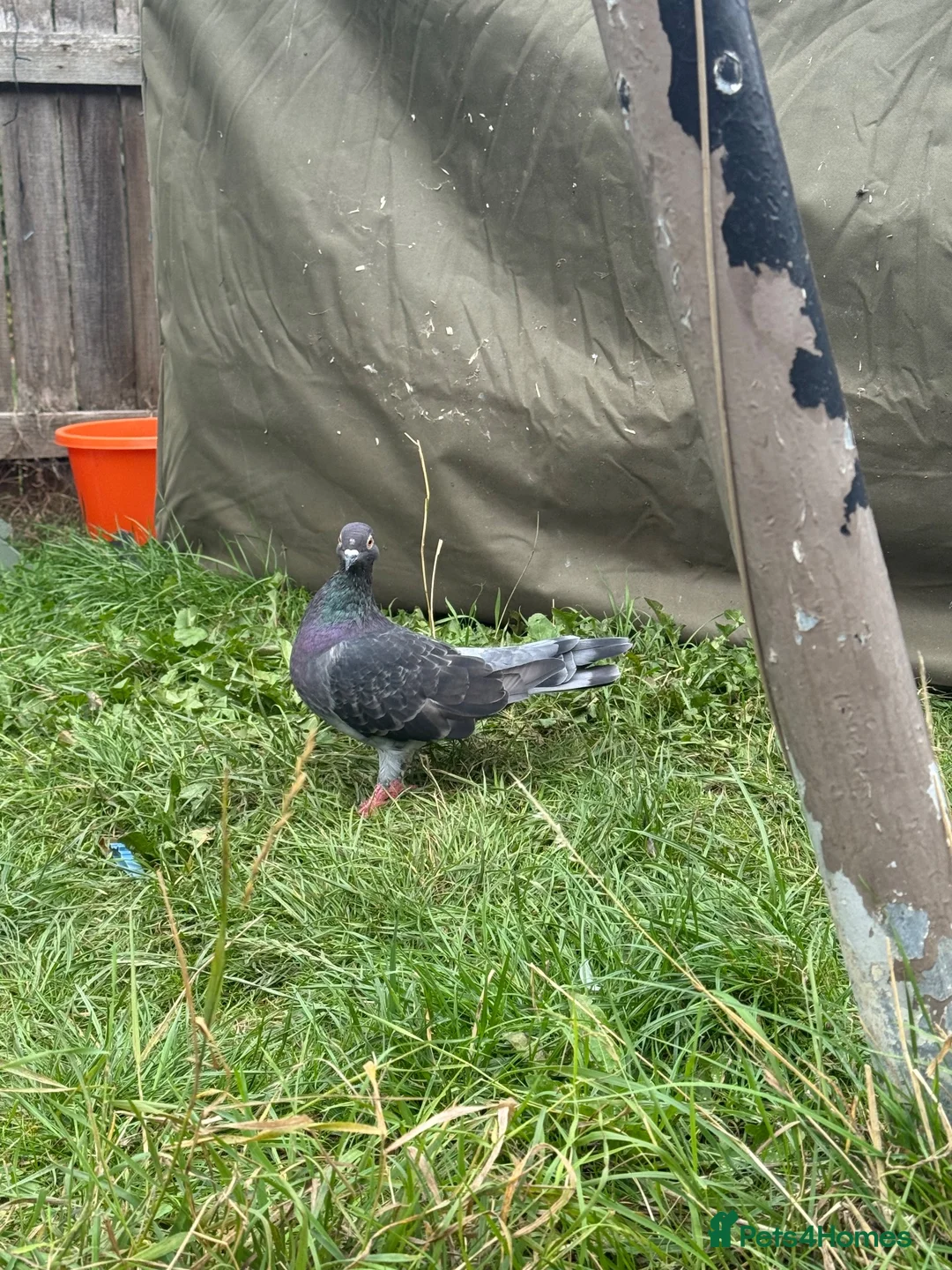 Pigeons birds for sale: Racing pigeons and other  - Advert 2