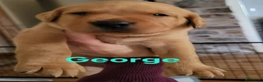 George