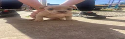 American Bully dogs for sale: American pocket bully’s  - Advert 18